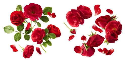 Wall Mural - Creative set, collection with Beautiful Red English Rose falling in the air isolated on white background. High resolution image. Flower levitation or zero gravity conception