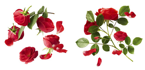 Wall Mural - creative set, collection with beautiful red english rose falling in the air isolated on white backgr