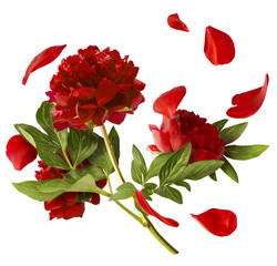 Wall Mural - Beautiful Red Peony falling in the air isolated on white background. High resolution. Zero gravity or levitation concept.