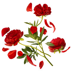 Wall Mural - beautiful red peony falling in the air isolated on white background. high resolution. zero gravity o