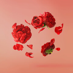 Wall Mural - beautiful red peony falling in the air isolated on pastel red background. high resolution. zero grav