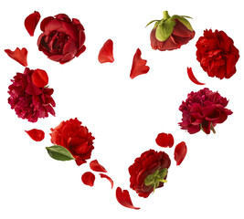 Wall Mural - beautiful red peony falling in the air in shape of heart isolated on white background. high resoluti