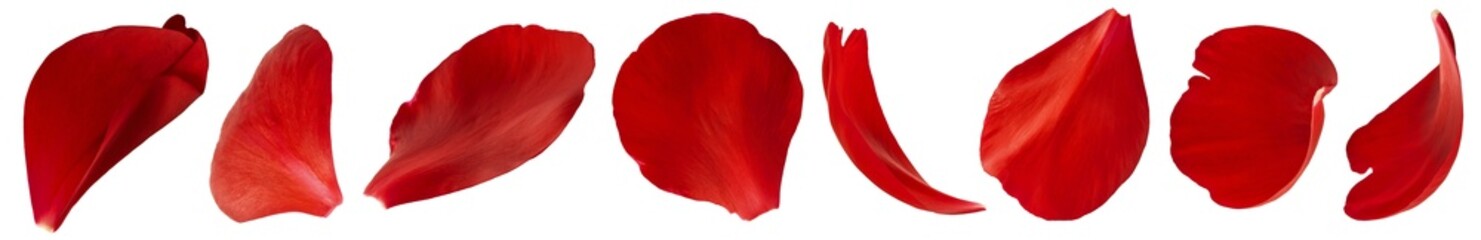 Wall Mural - Creative set collection with Beautiful Red Peony petals isolated on white background. High resolution. Zero gravity or levitation concept.