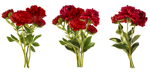 Wall Mural - creative set collection with beautiful red peony falling in the air isolated on white background. hi