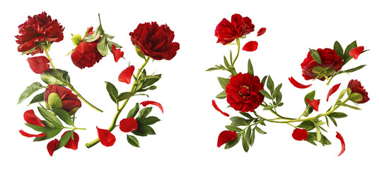 Wall Mural - creative set collection with beautiful red peony falling in the air isolated on white background. hi
