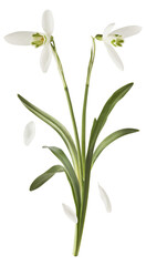Wall Mural - beautiful snowdrop flower with green leaves falling in the air isolated on white background. spring 