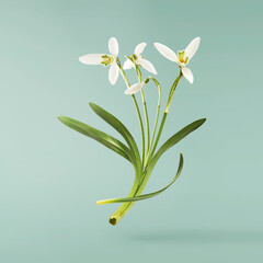 Wall Mural - beautiful snowdrop flower with green leaves falling in the air isolated on turquoise background. spr