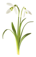Wall Mural - beautiful snowdrop flower with green leaves falling in the air isolated on white background. spring 