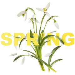 Wall Mural - beautiful snowdrop flower with green leaves falling in the air isolated on white background. spring 