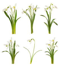 Wall Mural - creative set, collection with many beautiful snowdrop flowers with green leaves falling in the air i