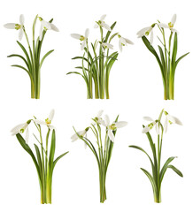 Wall Mural - creative set, collection with many beautiful snowdrop flowers with green leaves falling in the air i