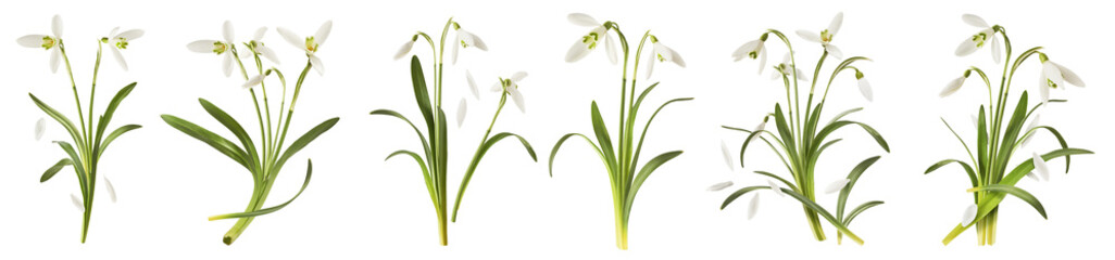 Wall Mural - creative set, collection with many beautiful snowdrop flowers with green leaves falling in the air i