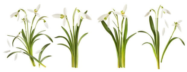 Wall Mural - creative set, collection with many beautiful snowdrop flowers with green leaves falling in the air i