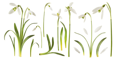 Wall Mural - creative set, collection with many beautiful snowdrop flowers with green leaves falling in the air i