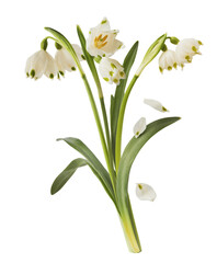 Wall Mural - Beautiful Snowlake flower with green leaves falling in the air isolated on white background. Spring time levitation or zero gravity conception.