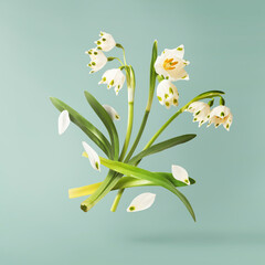 Wall Mural - beautiful snowlake flower with green leaves falling in the air isolated on turquoise background. spr