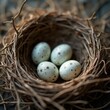 © Alex Pios - A bird nest with three speckled eggs nestled among branches, soft natural light, capturing the calm and peaceful symbol of new life.