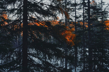 Wall Mural - Winter photography around the Stormyra Marshlands, part of the Totenåsen Hills, Norway, February 2025.