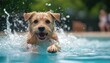 © Nawarit - A dog splashing in a pool on a hot summer day, Pet photography, Fun and refreshing