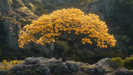 Poster - Golden tree atop rocky hill, sunlit, nature scene, serene background