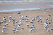 © xandepontes - Bando de Trinta réis boreal (Sterna hirundo) de costas e algumas gaivotas alegres (Leucophaeus atricilla) na ilha de Colares-PA no Brasil