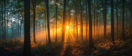 Wall Mural - Enchanting sunlight filtering through dense trees in a misty forest creating a magical atmosphere with warm light rays illuminating the serene woodland landscape
