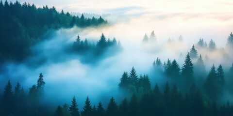 Poster - Forest with trees covered in fog