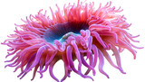 Beautiful sea anemone isolated on white background .PNG