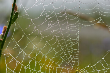 Spider web 1154