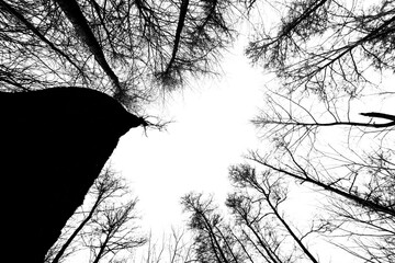 Wall Mural - isolated forest on a transparent background