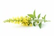 © Vlad - Agrimony: Botanical Blossom of Green Herb for Alternative Health Care