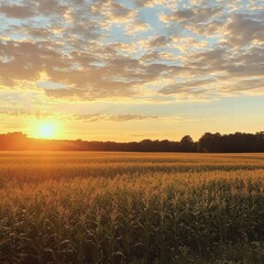Aufkleber - Sunset over a cornfield with golden light illuminating the crops and sky filled with fluffy clouds. Generative AI