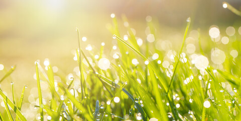 Wall Mural - Green floral background with bunch of grass and shimmering spot bokeh lights