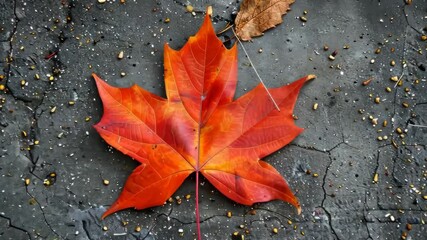 Wall Mural - a maple leaf is laying on the ground