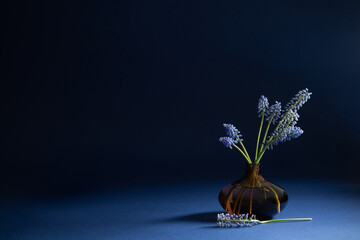 Poster - muscari flowers  in glass vase on blue background