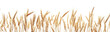 © Maoping - Endless ripe wheat fields panoramic view, isolated on a white background