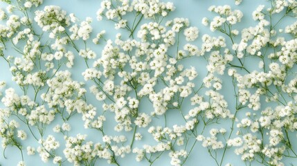 Canvas Print - Baby's breath scattered on light blue surface, creating a delicate, airy, and dreamy floral backdrop