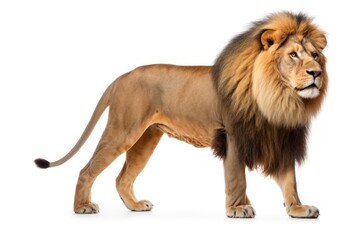 Wall Mural - wildlife mammal animal lion.