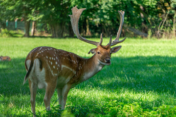 wild animal fallow deer standing on a green meadow near the forest. an animal with large antlers in 