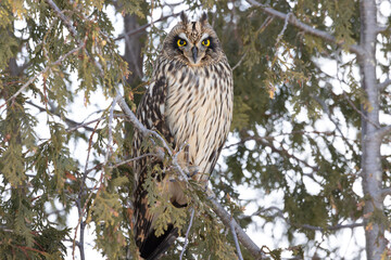 short-eared owl asio flammeus roosting in a cedar tree