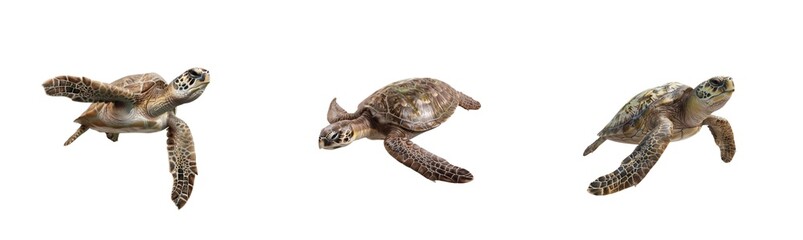Wall Mural - majestic sea turtles swimming safely in ocean water with beautiful shells and graceful movements