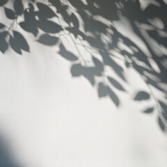Wall Mural - Elegant Plant Shadow on White Textured Wall – Minimalist Aesthetic, Natural Light, and Botanical Silhouette for Modern Interior Design