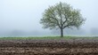 © SI3ee - Lone tree in foggy field, plowed land, spring. Peaceful nature scene, ideal for calendars