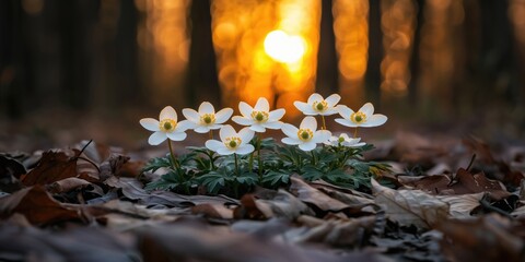 Wall Mural - Delicate white flowers blooming amidst fallen leaves, illuminated by a warm sunset in a serene forest setting.