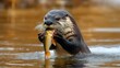 © Professional Agency - North american river otter eating fish in the water