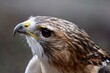 © Kitz Pix - red-shouldered hawk bird of prey head side