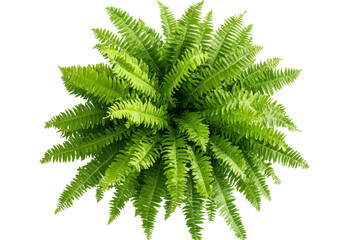 Fototapete - Lush green fern plant nature background transparent png for creative projects