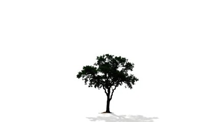 Single, majestic tree silhouetted against a pure white backdrop, ecology, minimalist
