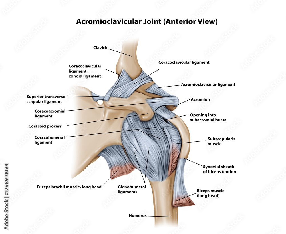 Acromioclavicular Joint (Anterior View) Stock Illustration | Adobe Stock