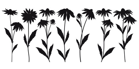 Wall Mural - Set with outline Rudbeckia or black-eyed Susan flower silhouettes in black isolated on white background. 